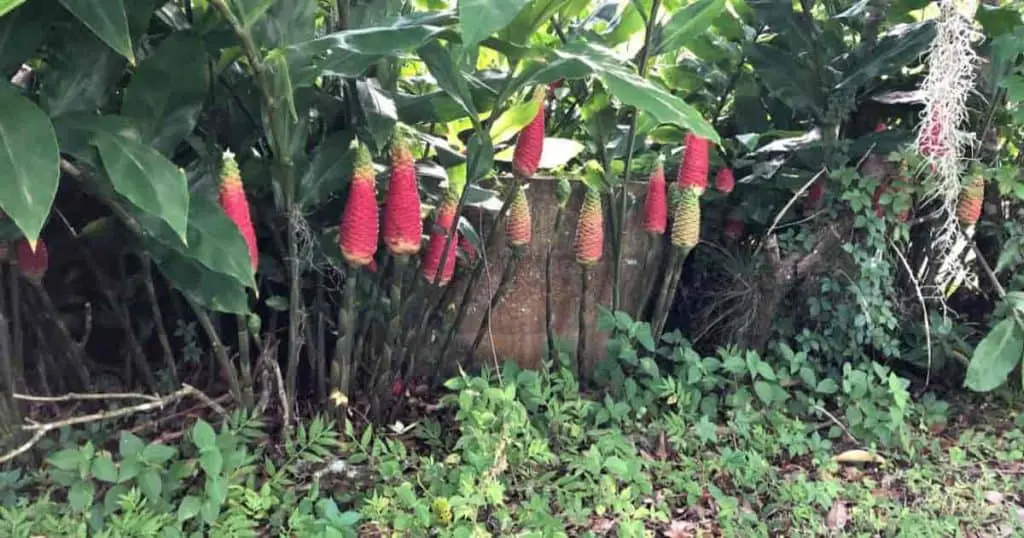 Shampoo Ginger Lily Plant (Zingiber Zerumbet) Care Guide.