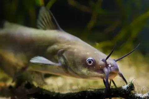 Catfish Barb Sting: What happens to you, Effects & Treatments.