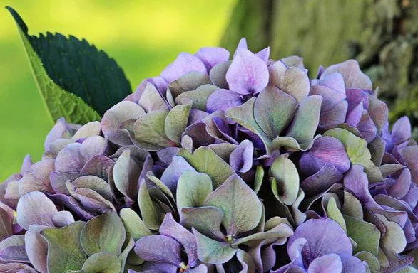 hydrangea Tree