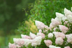 garden bush panicle hydrangea - greenbudded