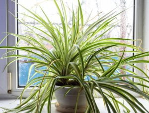 indoor spider plant