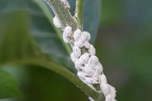 mealy bug