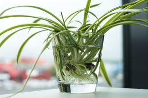 ribbon plant in water