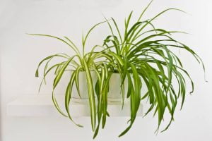 spider plants