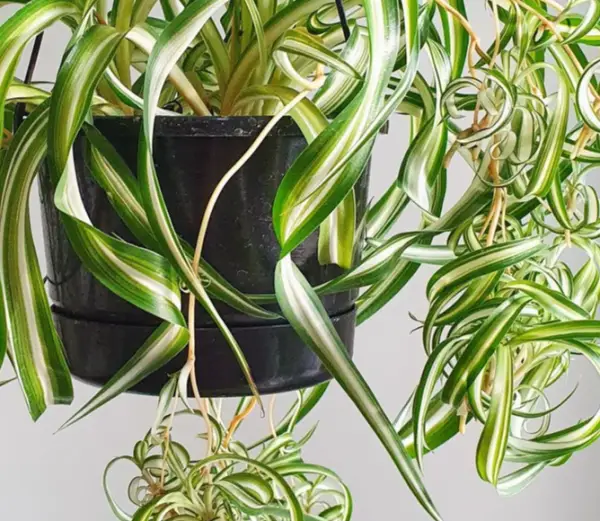 6 Creative Ways to Display Curly Spider Plants & More