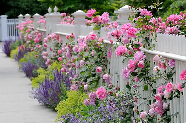 best privacy plants for fence lines