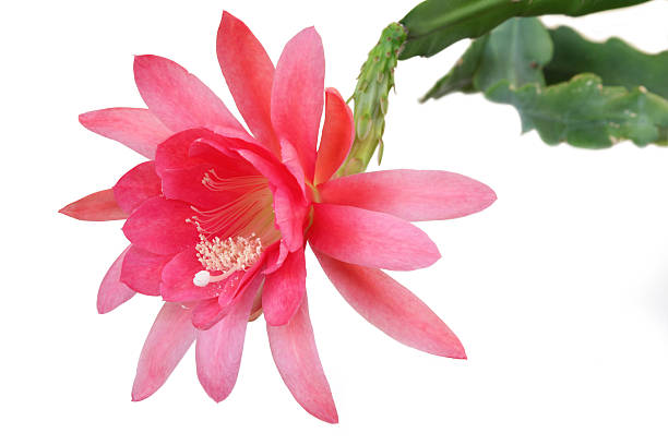 propagating Epiphyllum anguliger
