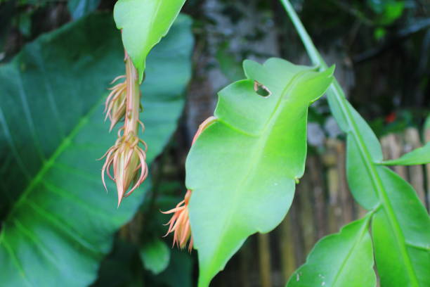 Epiphyllum anguliger