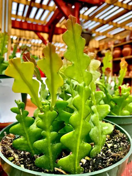 potted fishbone cactus
