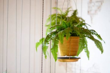 How to Grow and Care for Sword Fern Indoors and Outside