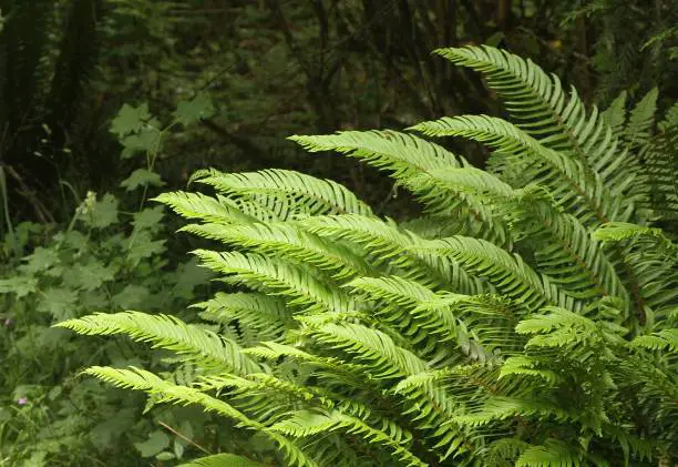 How to Grow and Care for Sword Fern Indoors and Outside