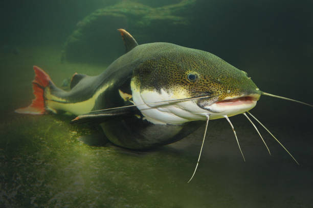 gulper catfish