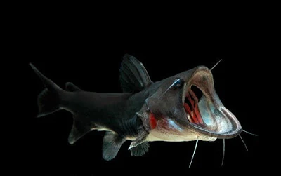 predatory gulper
