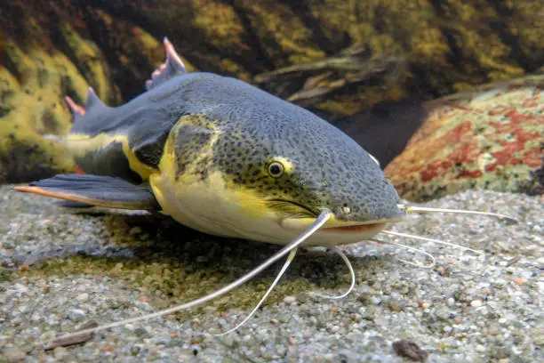 gulper catfish