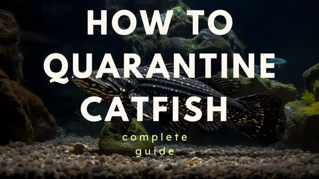 catfish quarantine