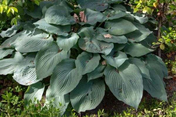 Blue Hosta Plants Care Guide: Planting and Growth.