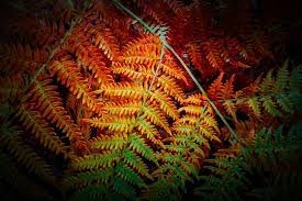 red fern plants