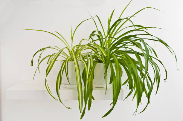 Common Problems and Pests of Curly Spider Plants