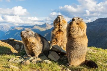 Groundhog Poop: Identification and Everything you need to know