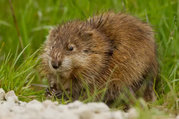 23 Animals that look like Beavers but are not! (Pictures) - Green Budded