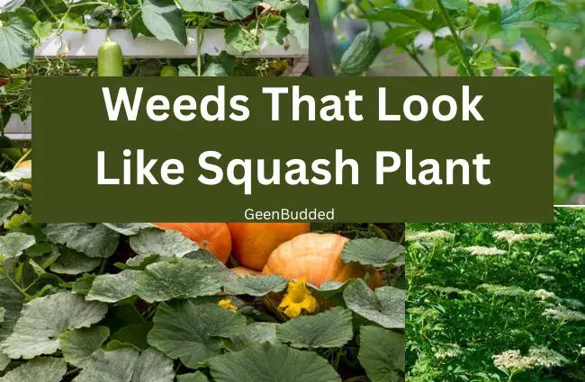 Weeds That Look Like Squash Plant