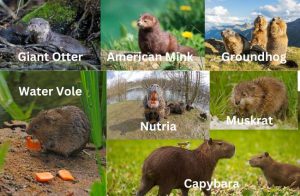 animals that look like beavers