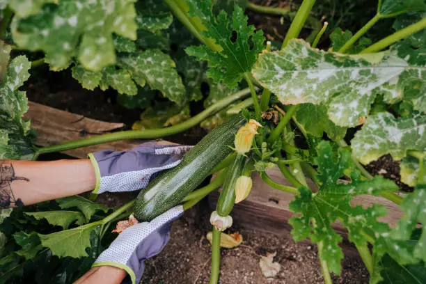 Weeds That Look Like Squash Plant