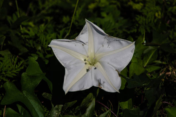 moonflower