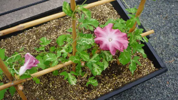 weeds that look like squash plant