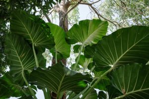 Philodendron rugosum