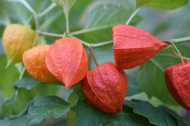 Ground Cherry