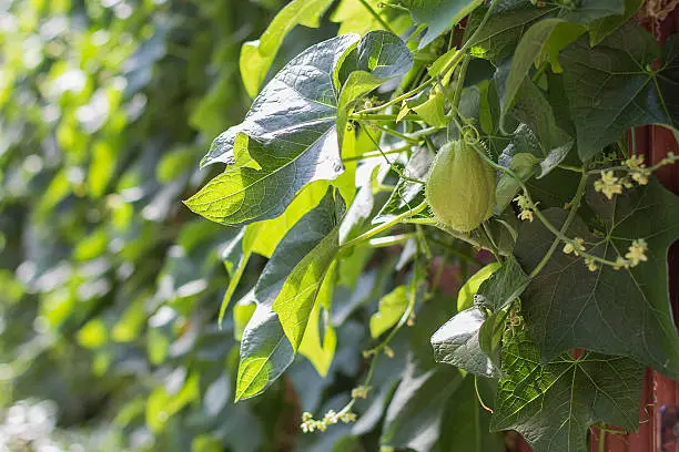 chayote squash plant