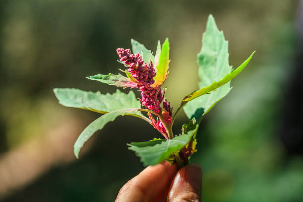 Lambsquarters