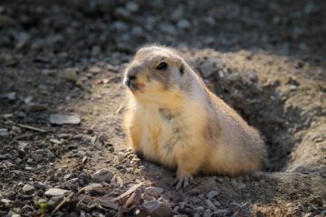 Groundhog Poop: Identification and Everything you need to know