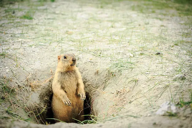 Groundhog Poop: Identification and Everything you need to know