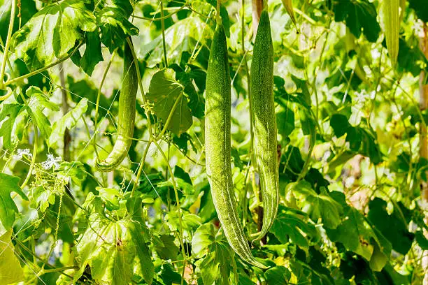 snake gourd weeds that look like squash plant