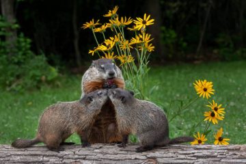 Groundhog Poop: Identification and Everything you need to know