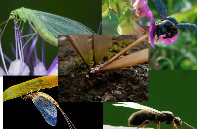 Bugs That Look Like Flying Termites How To Identify Each Pictures   Bugs That Look Like Flying Termites 