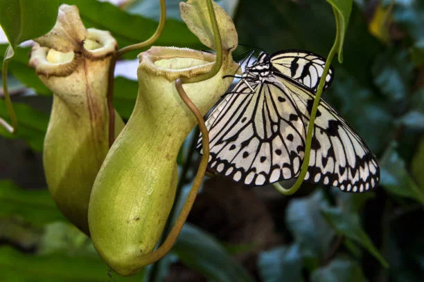 pitcher plant