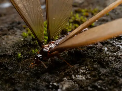 Bugs That Look Like Flying Termites - How To Identify Each (Pictures)