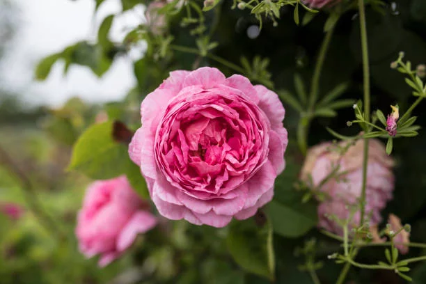peony