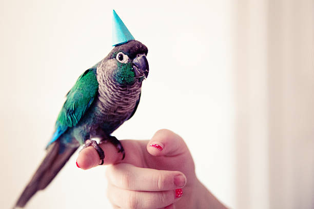 Conure bird happy