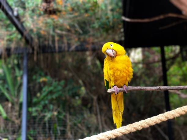 conures bird