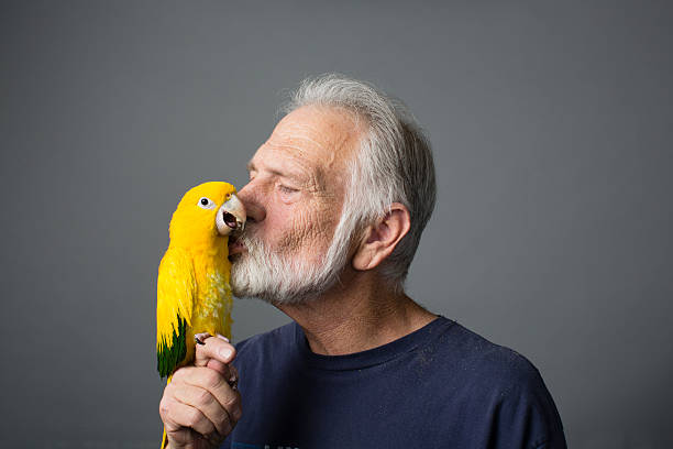 conure pet guide