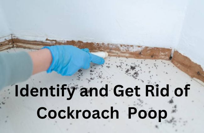 Cockroach Poop (Roach Droppings): What does it look like.