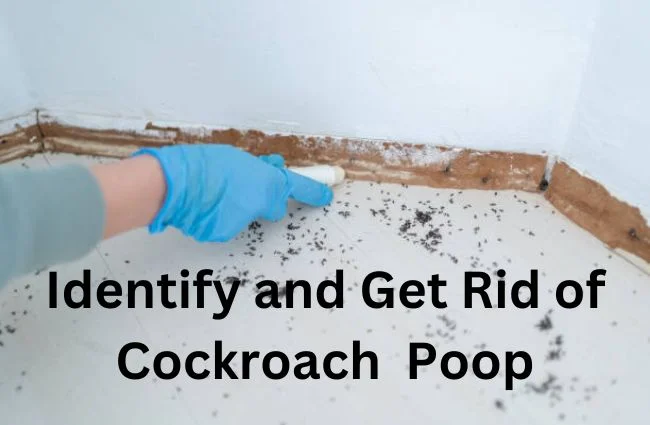 Cockroach Poop