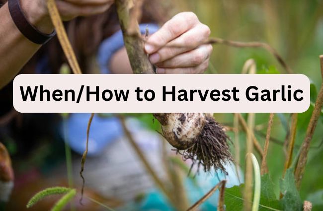 When to Harvest Garlic