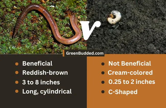 Lawn worm vs Earthworm