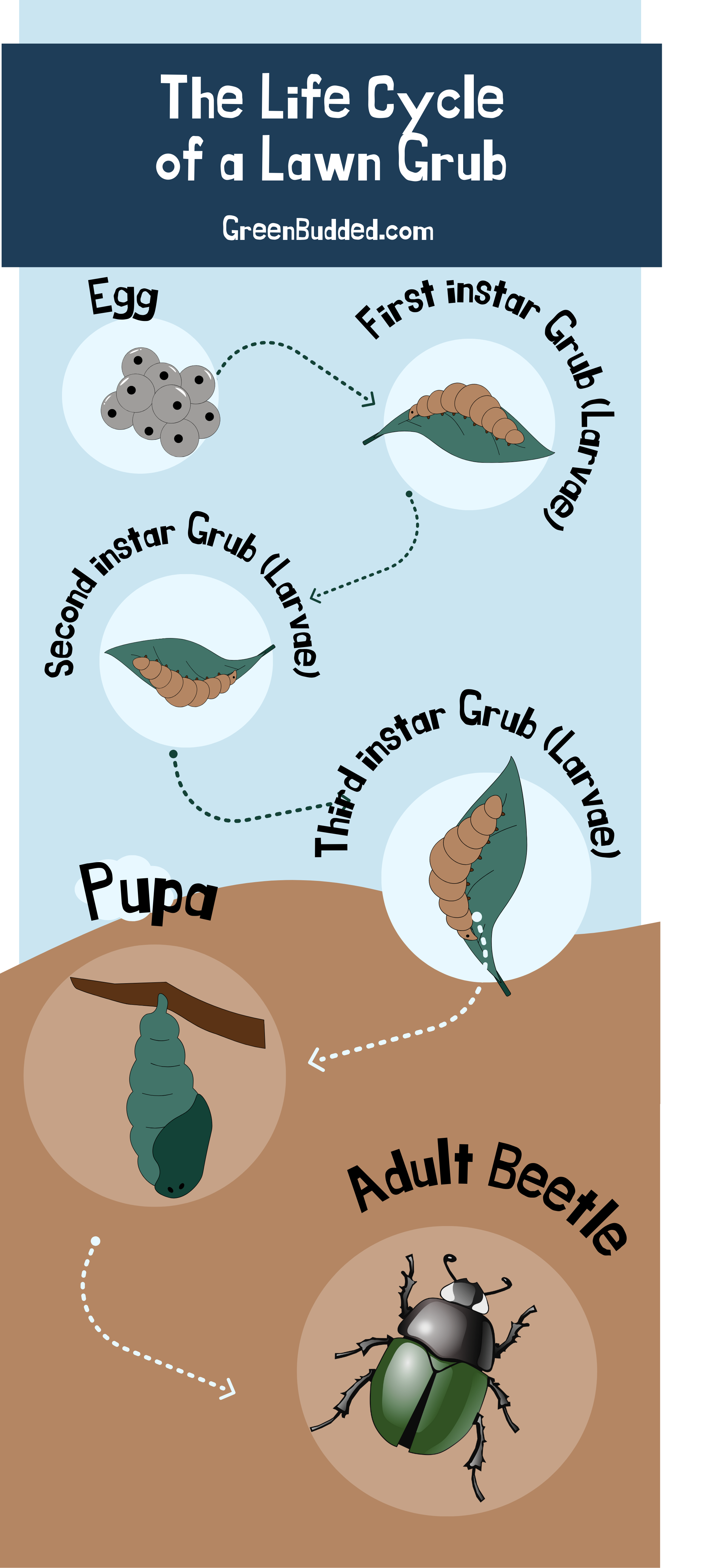 life cycle of a lawn worm - Greenbudded.com