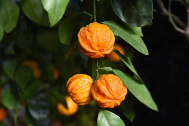 Bitter orange - fruits that end with um